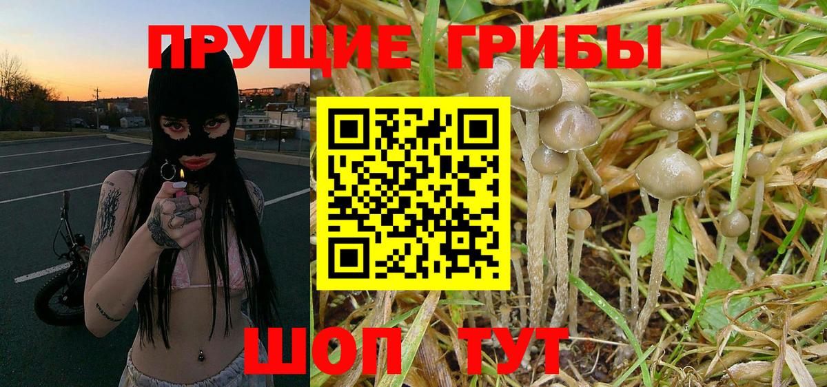 Вольск  Галлюциногенные грибы Cubensis  Псилоцибиновые грибы MAGIC MUSHROOMS  Вход с VPN 